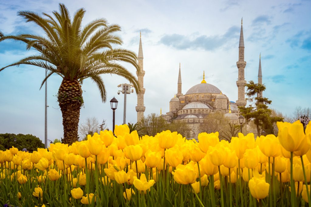 Ottman Empire, Byzantine Wonders. Tulips are Turkey's gift to the world.