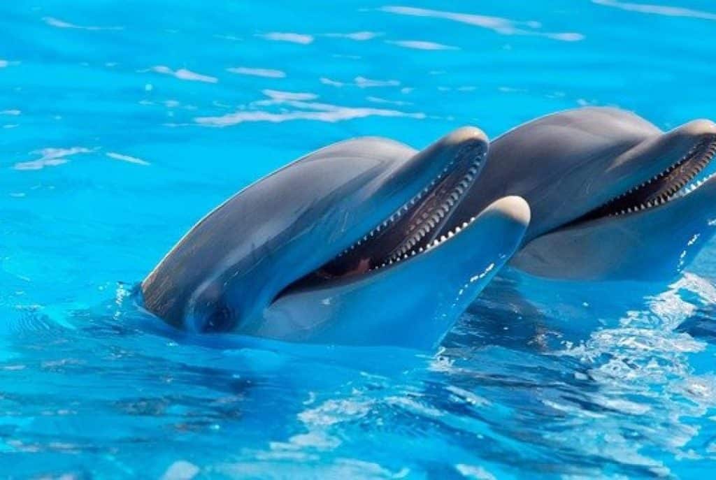 EasyJet holidays bans animal attractions
